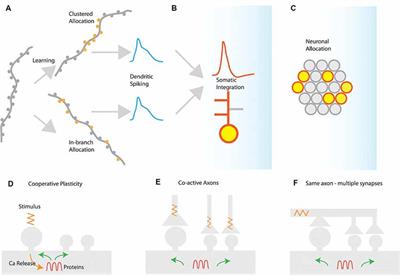 Frontiers | Synaptic Clustering And Memory Formation